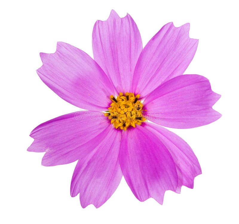 Flor rosada del color con el centro amarillo