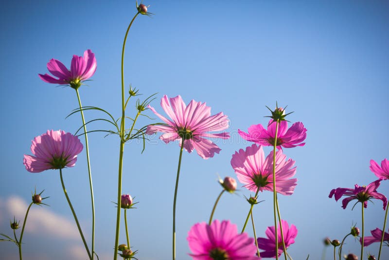 Flor rosada del cosmos que florece en cielo azul imagenes de archivo Flor rosada del cosmos que florece en cielo azul imagenes de archivo