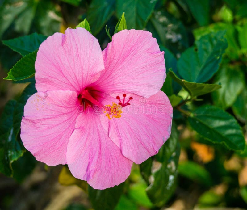 Hibiscus ( /hÉ¨ËˆbÉªskÉ™s/[2] or /haÉªËˆbÉªskÉ™s/)[3] is a genus of flowering plants in the mallow family, Malvaceae. It is quite large, containing several hundred species that are native to warm-temperate, subtropical and tropical regions throughout the world. Member species are often noted for their showy flowers and are commonly known as hibiscus, sorrel, and flor de Jamaica, or less widely known as rosemallow. Hibiscus ( /hÉ¨ËˆbÉªskÉ™s/[2] or /haÉªËˆbÉªskÉ™s/)[3] is a genus of flowering plants in the mallow family, Malvaceae. It is quite large, containing several hundred species that are native to warm-temperate, subtropical and tropical regions throughout the world. Member species are often noted for their showy flowers and are commonly known as hibiscus, sorrel, and flor de Jamaica, or less widely known as rosemallow.