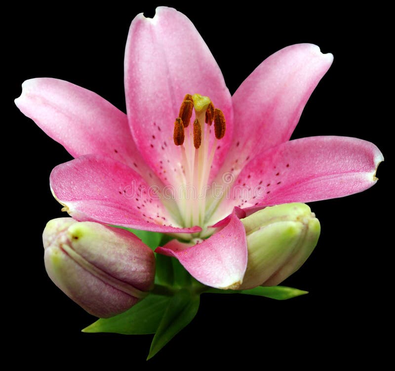 Flor rosada del lirio aislada imágenes de archivo libres de regalías Flor rosada del lirio aislada imágenes de archivo libres de regalías