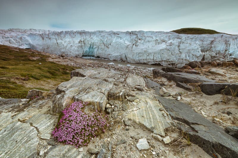 Flor rosada del mono que florece a la derecha delante del glaciar de Russell, Kangerlussuaq, Groenlandia imágenes de archivo libres de regalías Flor rosada del mono que florece a la derecha delante del glaciar de Russell, Kangerlussuaq, Groenlandia imágenes de archivo libres de regalías