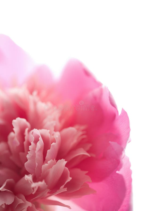 Flor rosada del peony aislada