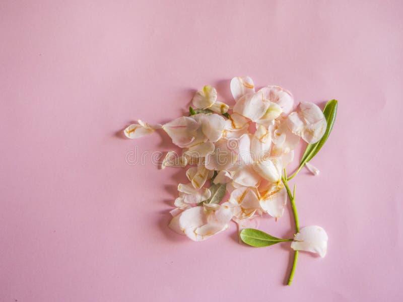 Flor rosada deshojada imagen de archivo. Imagen de fondo - 115718781