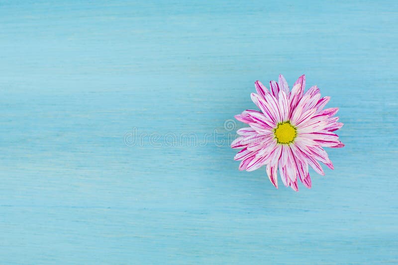 Flor rosada hermosa de la margarita en el fondo de madera azul fotografía de archivo