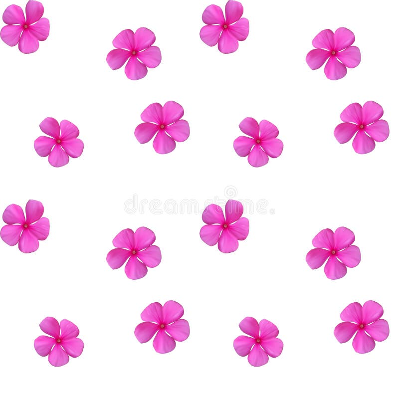 Flor rosada naturalista hermosa colorida Modelo inconsútil V libre illustration Flor rosada naturalista hermosa colorida Modelo inconsútil V libre illustration
