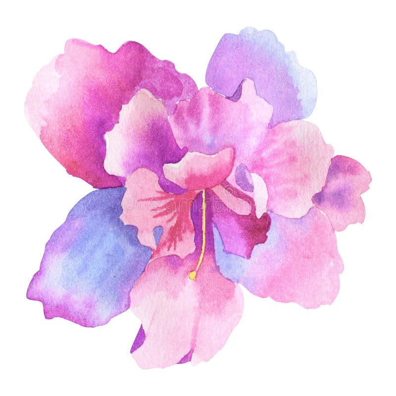Flor rosada p?rpura hermosa Ejemplo dibujado mano de la acuarela Aislado en el fondo blanco stock de ilustración Flor rosada p?rpura hermosa Ejemplo dibujado mano de la acuarela Aislado en el fondo blanco stock de ilustración