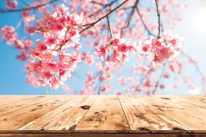 Top of wood table empty ready for your product and food display or montage with pink cherry blossom flower sakura on sky background in spring season. Top of wood table empty ready for your product and food display or montage with pink cherry blossom flower sakura on sky background in spring season.