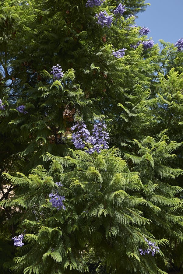 Flor Roxa Azul Da árvore Do Mimosifolia Do Jacaranda Foto de Stock - Imagem  de inflorescência, fruta: 128000106