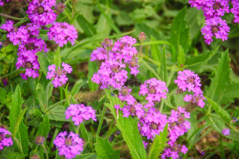 Flor roxa bonita do rigida do Verbena, conhecida como o verv delgado foto de stock Flor roxa bonita do rigida do Verbena, conhecida como o verv delgado foto de stock