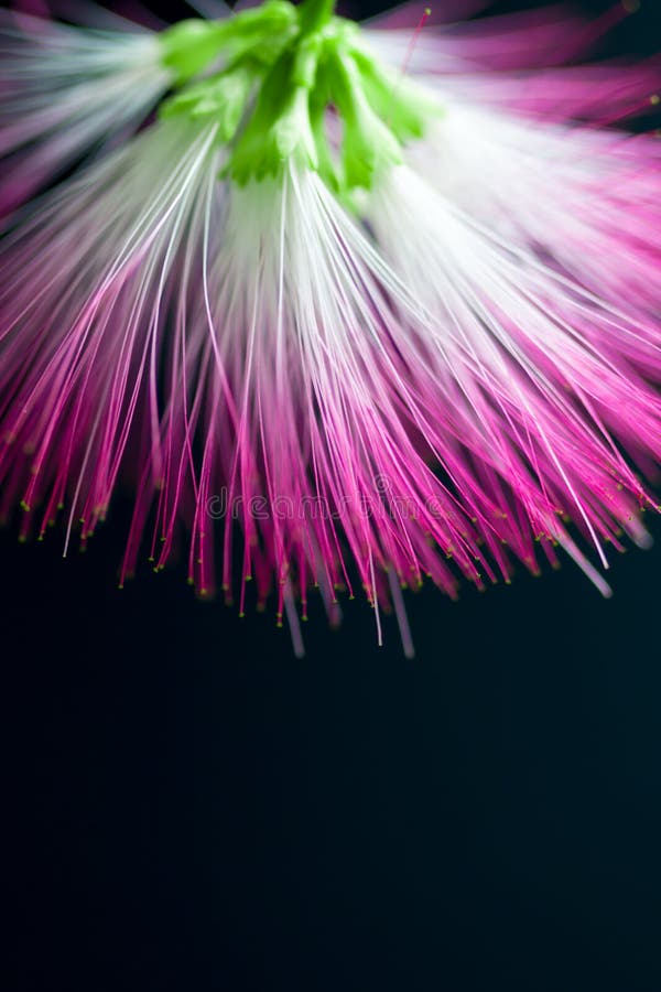 Flor roxa desfocada e esbatida sobre fundo preto fotos de stock