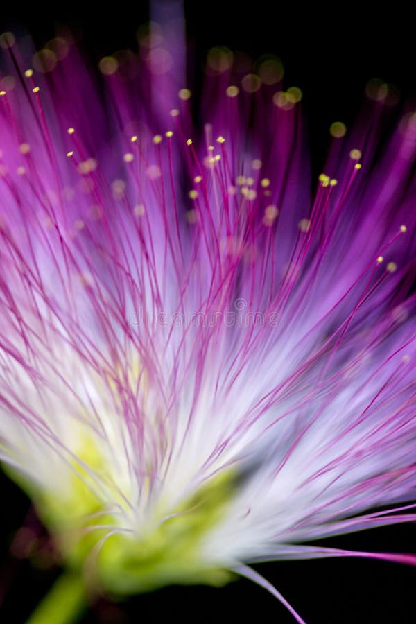 Flor roxa borrada Defocused no fundo preto foto de stock royalty free