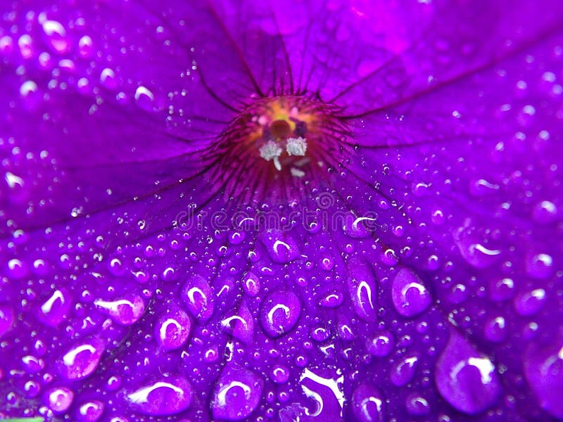 Flor roxa com gotas de água macro