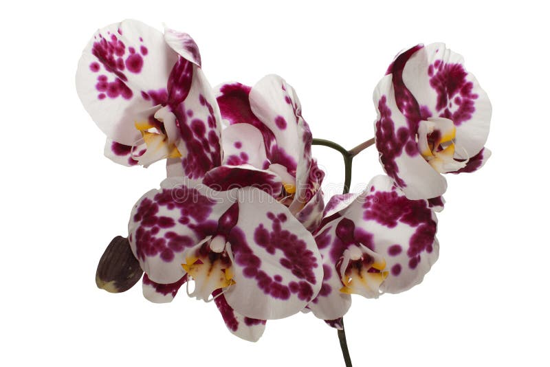 Flor roxa da orquídea imagem de stock. Imagem de flora - 83084665