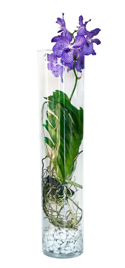 Flor Roxa Da Orquídea De Vanda Em Um Vaso De Vidro, Foto de Stock - Imagem  de flor, raizes: 46920182