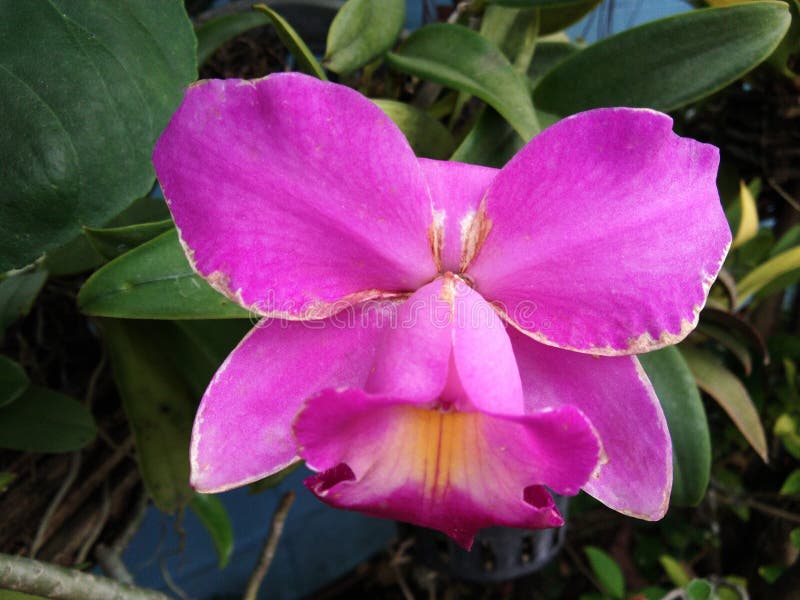 Flor Roxa Da Orquídea Do Cattleya Da Flor Imagem de Stock - Imagem de  bonito, foco: 133123023