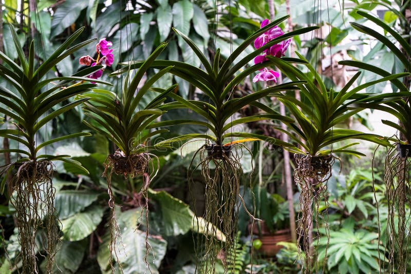 Flor Roxa De Florescência E Murchando Brilhante Da Orquídea Com As Folhas  Bonitas Do Verde E As Raizes Brancas Que Penduram Como Imagem de Stock -  Imagem de folhas, jardim: 98770477