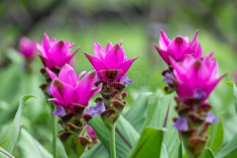 A Flor Roxa Do Alismatifolia Da Curcuma, é Um Nativo Da Planta Tropical a  Tailândia Algum Dia Tulipa De Si?o Da Chamada Ou Tulipa Foto de Stock -  Imagem de fresco, jardim: