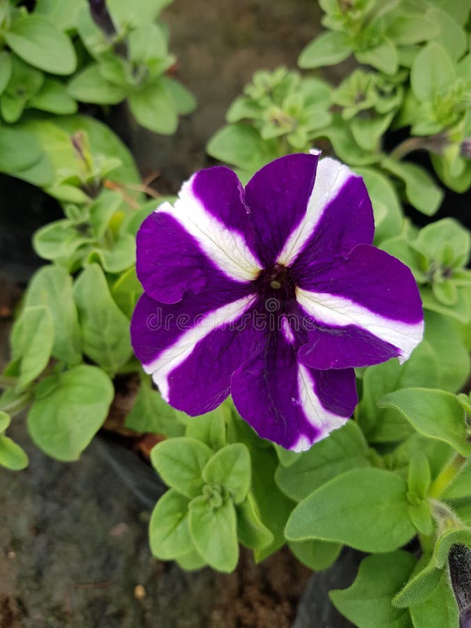 Flor Roxa Do Petúnia Com Listras Brancas Imagem de Stock - Imagem de  botânica, flor: 110428279