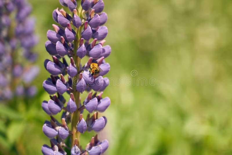 Flor roxa e uma abelha contra o fundo da grama verde. imagem de stock