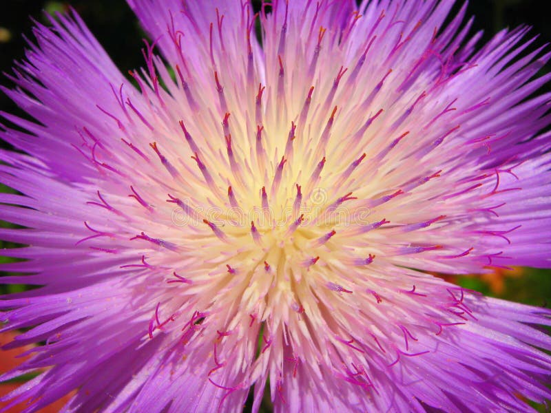 Flor roxa estranha imagens de stock royalty free Flor roxa estranha imagens de stock royalty free
