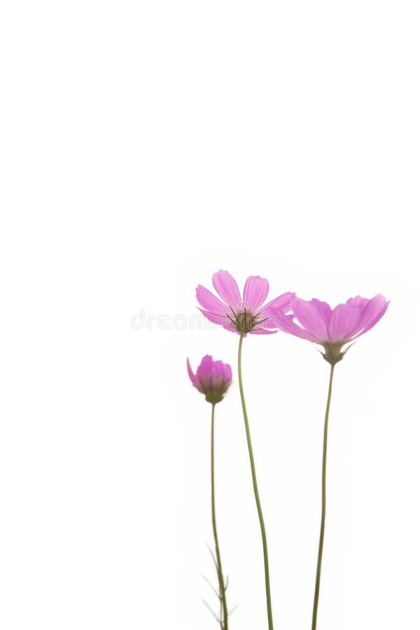 Margarida roxa fresca imagens de stock royalty free