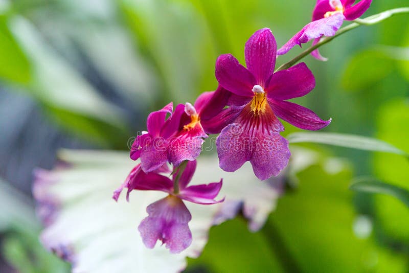 Flor roxa tropical da orquídea imagens de stock Flor roxa tropical da orquídea imagens de stock
