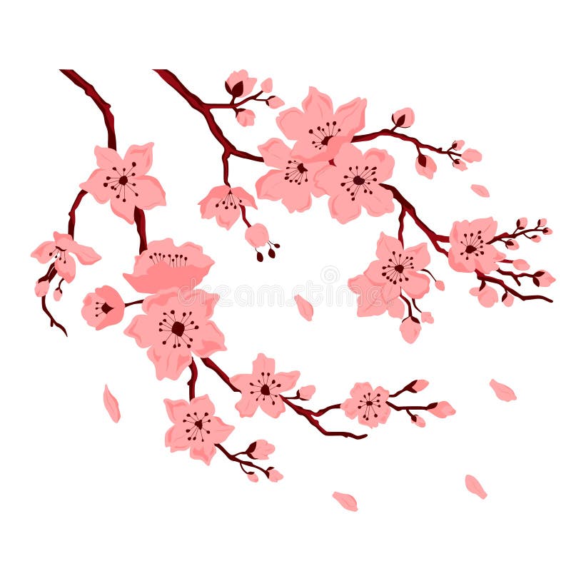 Flor Sakura. Rama De Cerezo Con Flores Y Brote. Pétalos Cayendo Ilustración del Vector - Ilustración de vector, color: 187788064 Flor Sakura. Rama De Cerezo Con Flores Y Brote. Pétalos Cayendo Ilustración del Vector - Ilustración de vector, color: 187788064