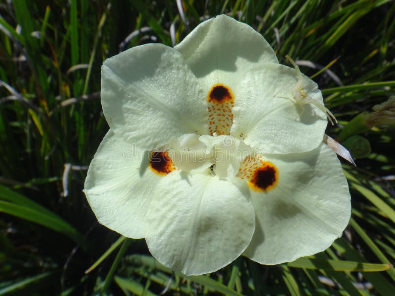 Flor Salvaje Amarilla Del Iris Foto de archivo - Imagen de adorno, grupo:  100818250