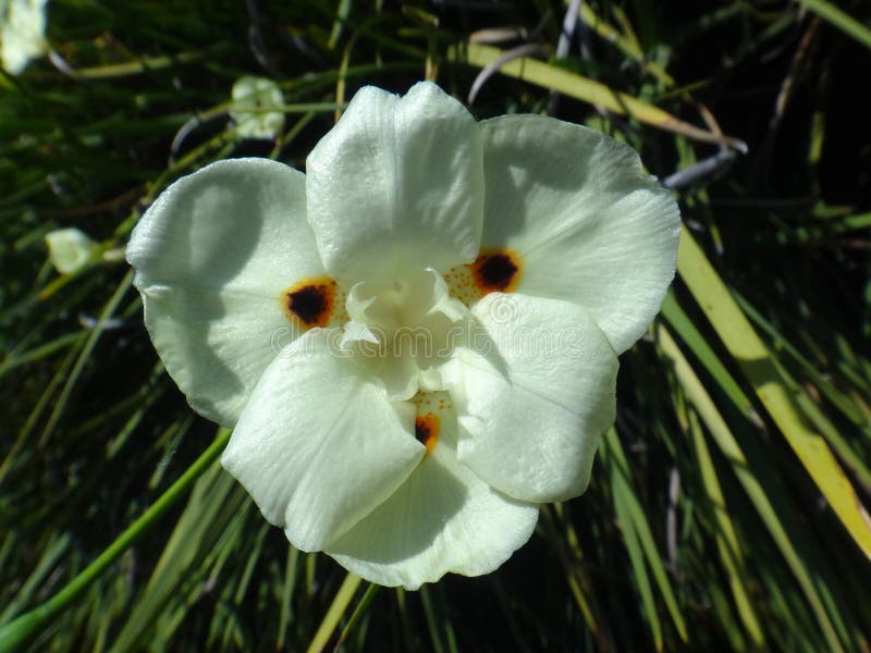Flor Salvaje Amarilla Del Iris Foto de archivo - Imagen de adorno, grupo: 100818250 Flor Salvaje Amarilla Del Iris Foto de archivo - Imagen de adorno, grupo: 100818250