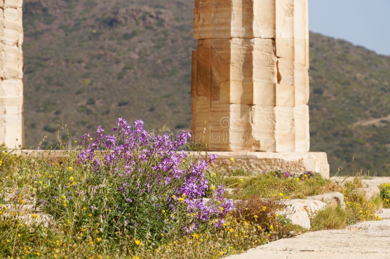 Flor Salvaje En El Templo De Poseidon En El Cabo Sounion, Grecia Imagen de archivo - Imagen de historia, columnata: 72127069 Flor Salvaje En El Templo De Poseidon En El Cabo Sounion, Grecia Imagen de archivo - Imagen de historia, columnata: 72127069