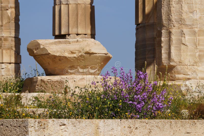 Flor Salvaje En El Templo De Poseidon En El Cabo Sounion, Grecia Imagen de archivo - Imagen de historia, columnata: 72127069 Flor Salvaje En El Templo De Poseidon En El Cabo Sounion, Grecia Imagen de archivo - Imagen de historia, columnata: 72127069