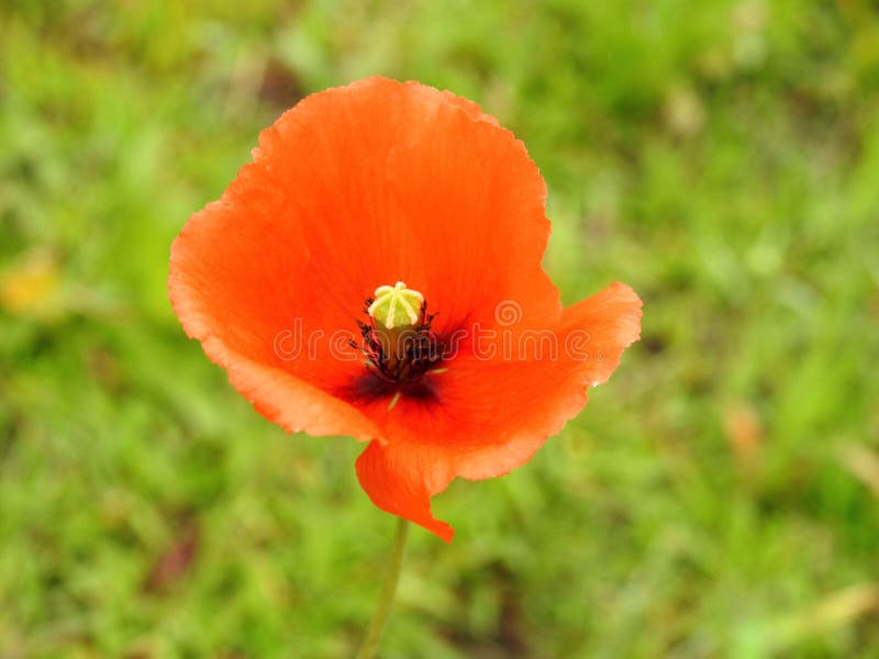 Flor salvaje roja hermosa de la amapola, Lituania foto de archivo libre de regalías Flor salvaje roja hermosa de la amapola, Lituania foto de archivo libre de regalías