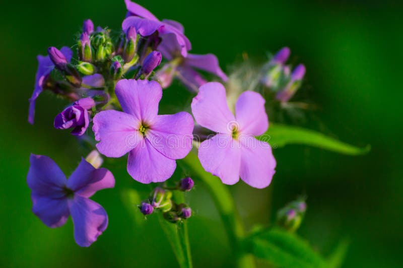 Flor selvagem de Wisconsin foto de stock Flor selvagem de Wisconsin foto de stock