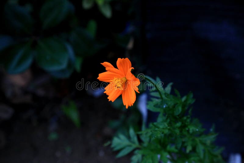 Resultado de imagem para flor solitÃ¡ria