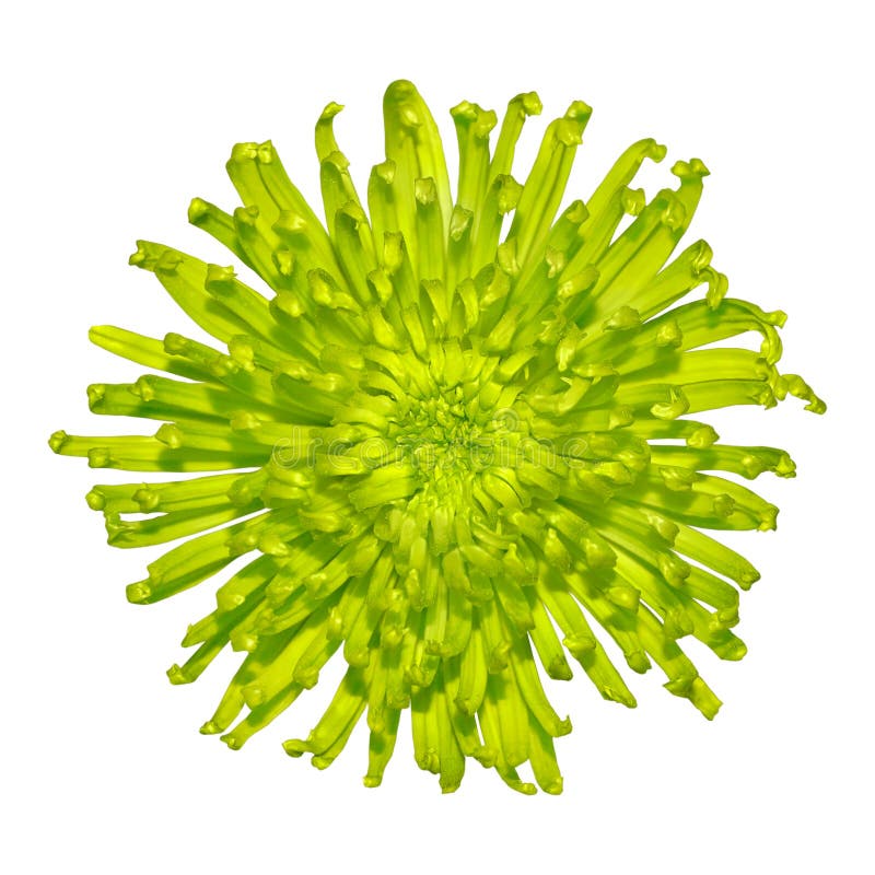 Flor de Dália Verde-Limão Espinhosa Isolada imagem de stock royalty free