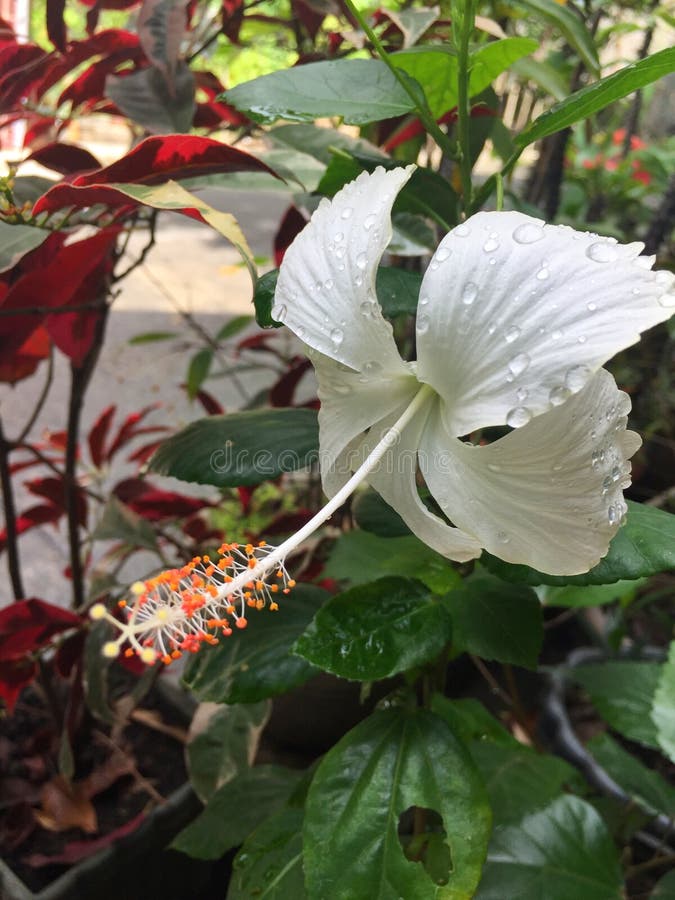 Flor tropical branca imagem de stock. Imagem de flor - 175597249