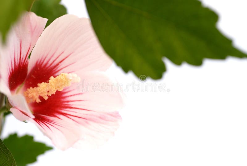 Flor tropical cor-de-rosa do hibiscus imagem de stock royalty free Flor tropical cor-de-rosa do hibiscus imagem de stock royalty free