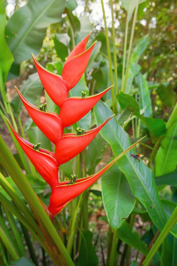 Flor Tropical Del Heliconia Rojo Imagen de archivo - Imagen de primer, flor:  109502251