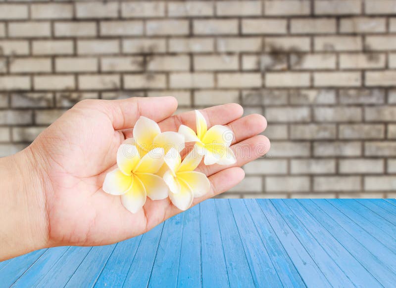 Flor tropical del Plumeria a disposición que se sostiene con el fondo de madera foto de archivo Flor tropical del Plumeria a disposición que se sostiene con el fondo de madera foto de archivo