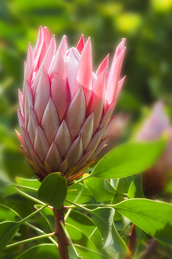 Beautiful pink tropical protea flower with a green background. Beautiful pink tropical protea flower with a green background