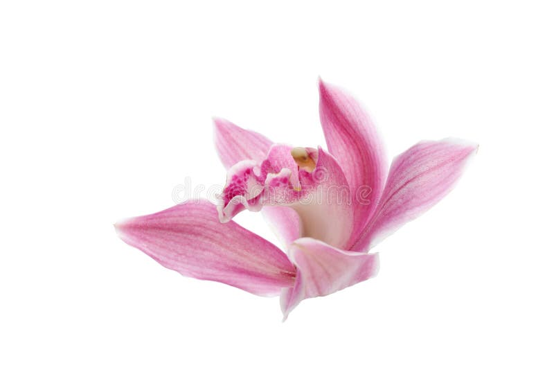 Flor tropical hermosa de la orqu?dea en blanco Flor tropical hermosa de la orqu?dea en blanco