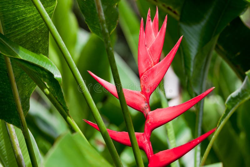 Flor tropical vermelha imagem de stock. Imagem de américa - 36425833