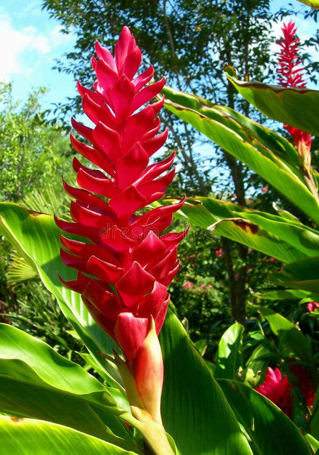 Flor tropical vermelha foto de stock. Imagem de vibrante - 5927380