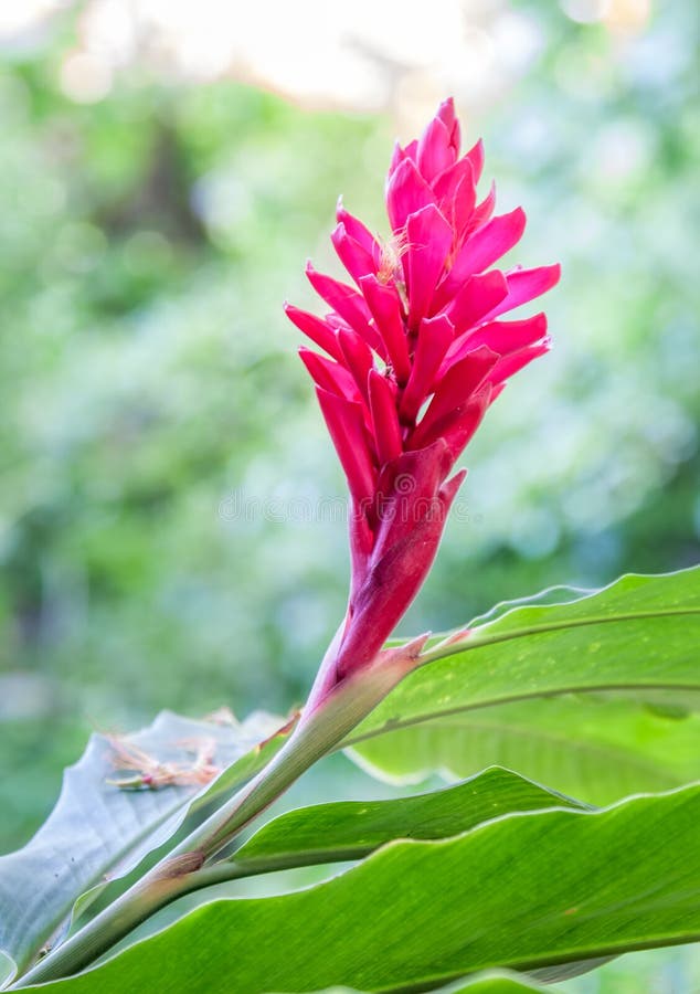 Flor tropical vermelha imagem de stock. Imagem de plantas - 85268387