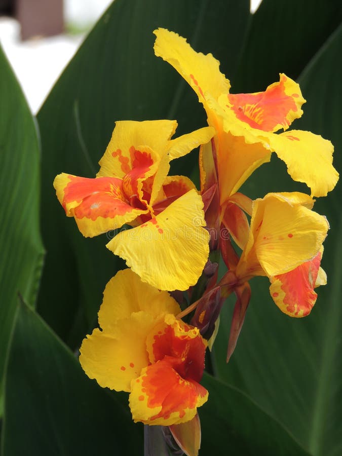 Flor Tropical Vermelha Amarela Imagem de Stock - Imagem de espanhol,  espanha: 72897497