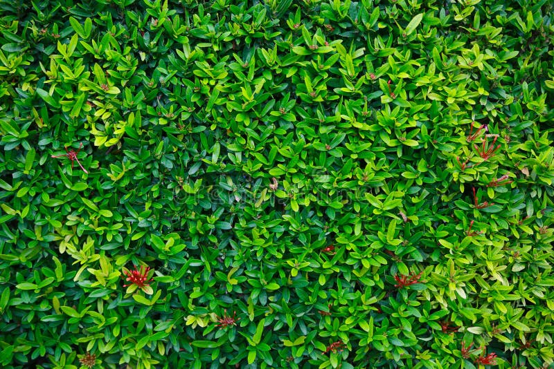 Flor verde e folha verde na natureza para o fundo Conceito da natureza com área vazia para o texto sentimento relaxado na naturez imagens de stock royalty free Flor verde e folha verde na natureza para o fundo Conceito da natureza com área vazia para o texto sentimento relaxado na naturez imagens de stock royalty free