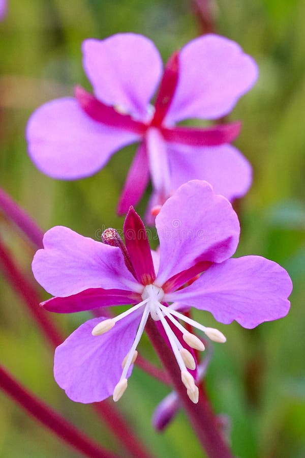 Flor Vermelha Da Azaléia Do Rosa Da Flor De Estado De Alaska Foto de Stock  - Imagem de florescer, flores: 68949958