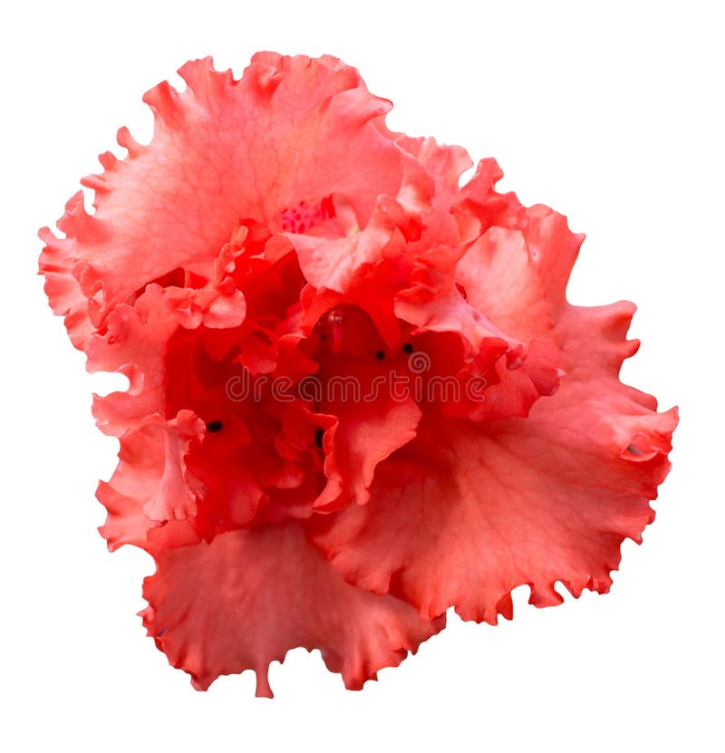Flor vermelha da azálea isolada no fundo branco imagem de stock royalty free Flor vermelha da azálea isolada no fundo branco imagem de stock royalty free