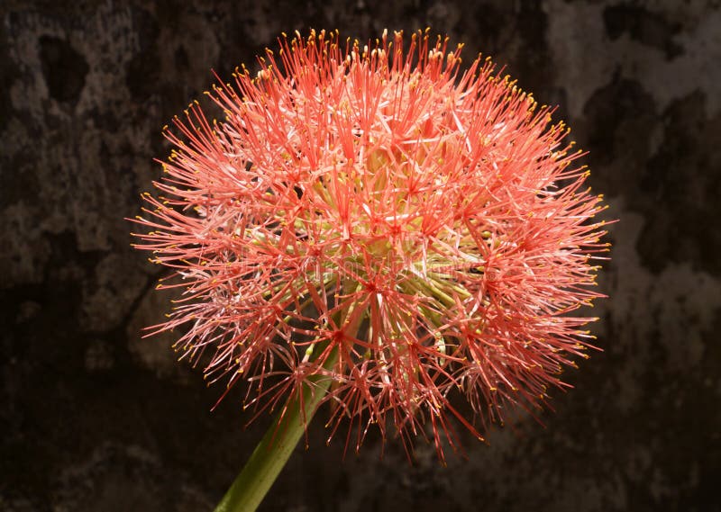 Flor vermelha da bola foto de stock. Imagem de planta - 41198760