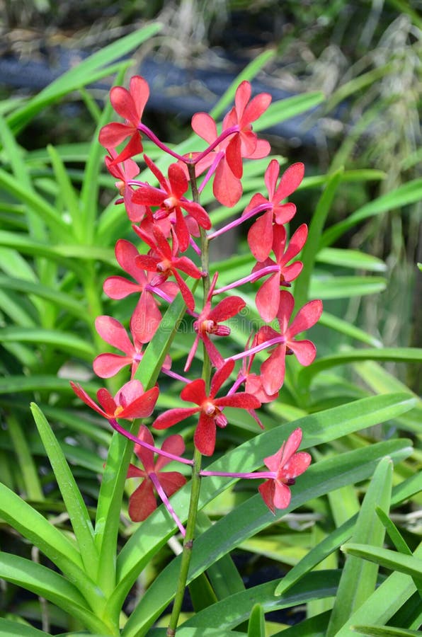 Flor vermelha da orquídea imagem de stock. Imagem de floral - 88864671